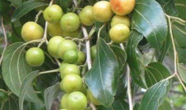 Bashin Albashin Wata 10: Malaman Jami'ar Koyon Aikin Noma Ta Zuru Sun Koka