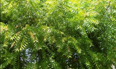 Yadda Za ki Sarrafa Ganyan Darbejiya Wajen Gyaran Fuska