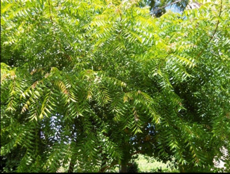 Yadda Za ki Sarrafa Ganyan Darbejiya Wajen Gyaran Fuska