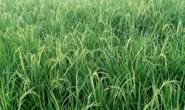 Manoma Da Makiyaya 'Yan Uwan Juna Ne Ya Kamata Su Zauna Lafiya-----Inji Babayo