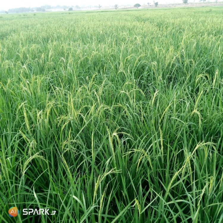 Yakamata Gwamnatin Tarayya Ta Janye Tallafin Mai Ta Maida Shi Ga Noma-----Shugaban Manoman Masara