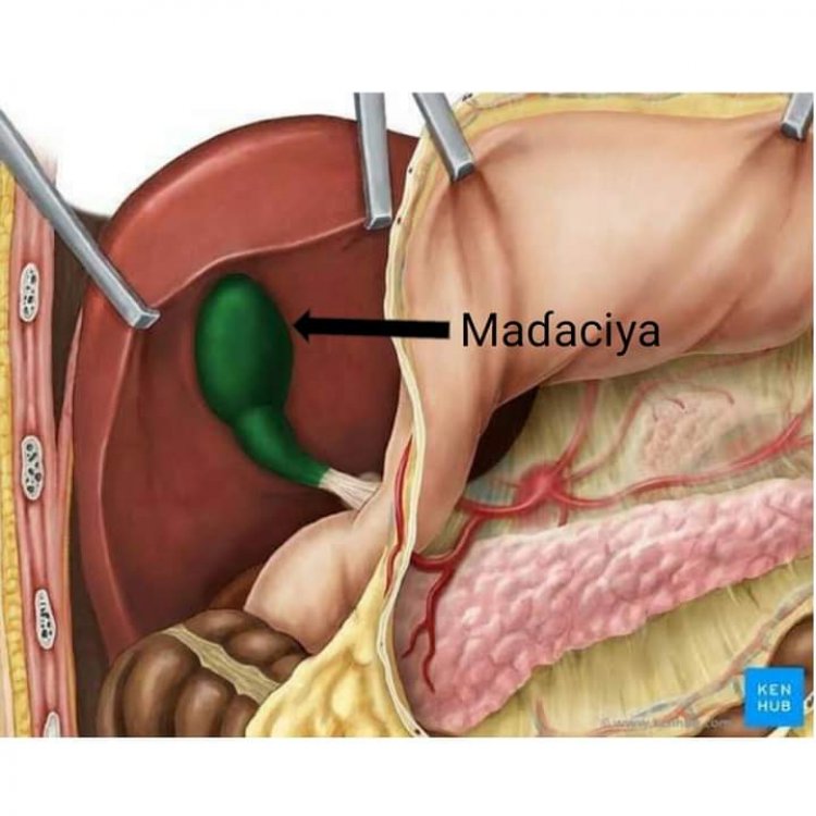 Allah Gwani  Ko ka san aikin maɗaciya a jikinka?