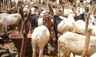 Sakkwato akwai karancin  masaya dabbobi----Alhaji Isa Unno