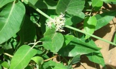 Amfanin Ganyen Yaɗiya Ga Mata