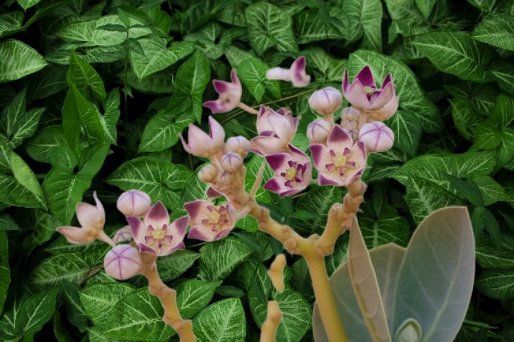 AMFANIN FUREN TUNFAFIYA  GA MATA