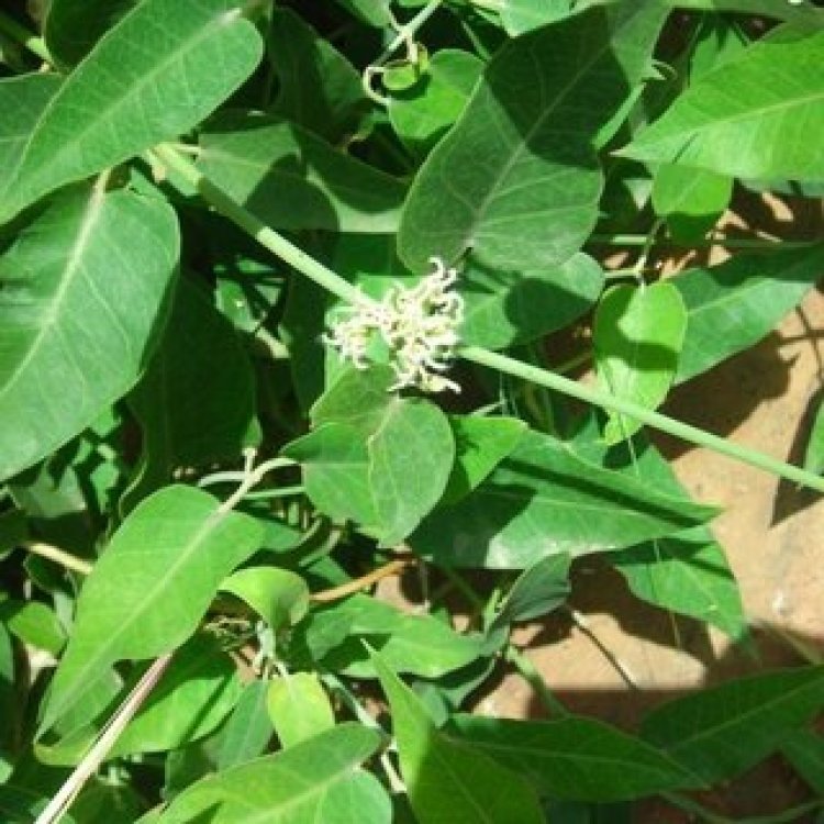 Amfanin Ganyen Yaɗiya Ga Mata