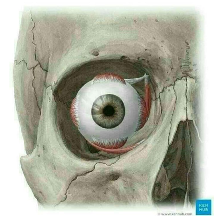 Allah Gwani: Ko ka san me ke jujjuya ƙwayar idonka?