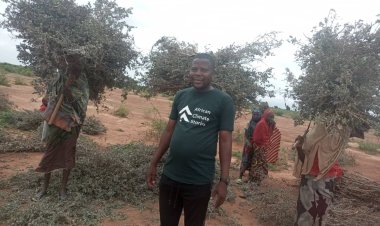 Cutting Down Trees Is Bias Against Nature