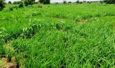 Kare Manoma Ga Harin 'Yan Bindiga, Tinubu Zai Kaddamar Da Dakaru