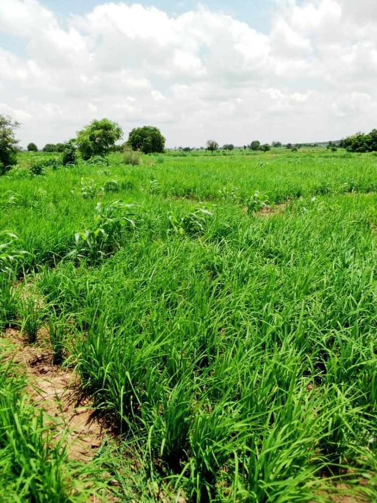 Kare Manoma Ga Harin 'Yan Bindiga, Tinubu Zai Kaddamar Da Dakaru