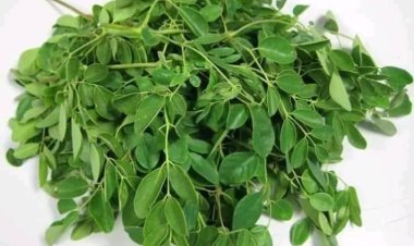 Gwamnatin tarayya na aiki don bunƙasa kasuwancin magungunan gargajiya, in ji Daraktan NIPRD