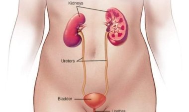 Alamomi 7 da za ku gane ƙoda ta fara samun matsala