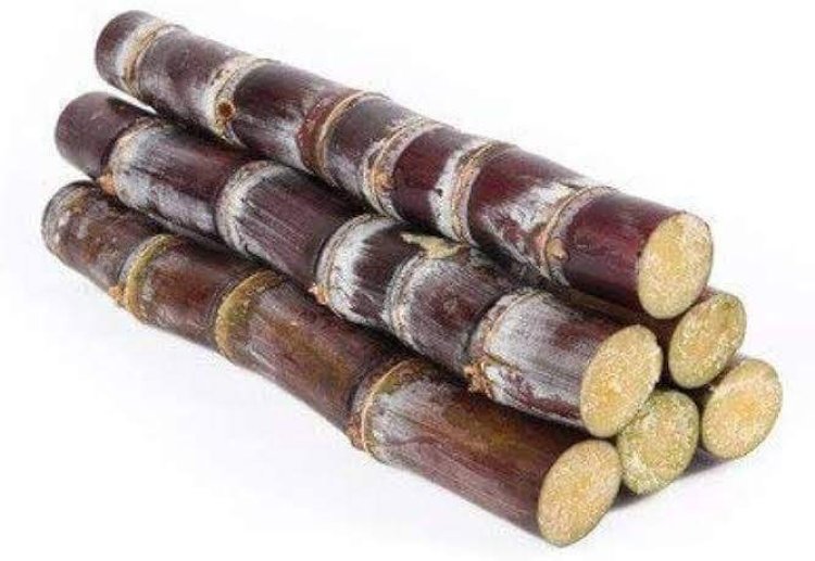 Amfanin Rakke a jikin Mutum da ba kowa ya sani ba